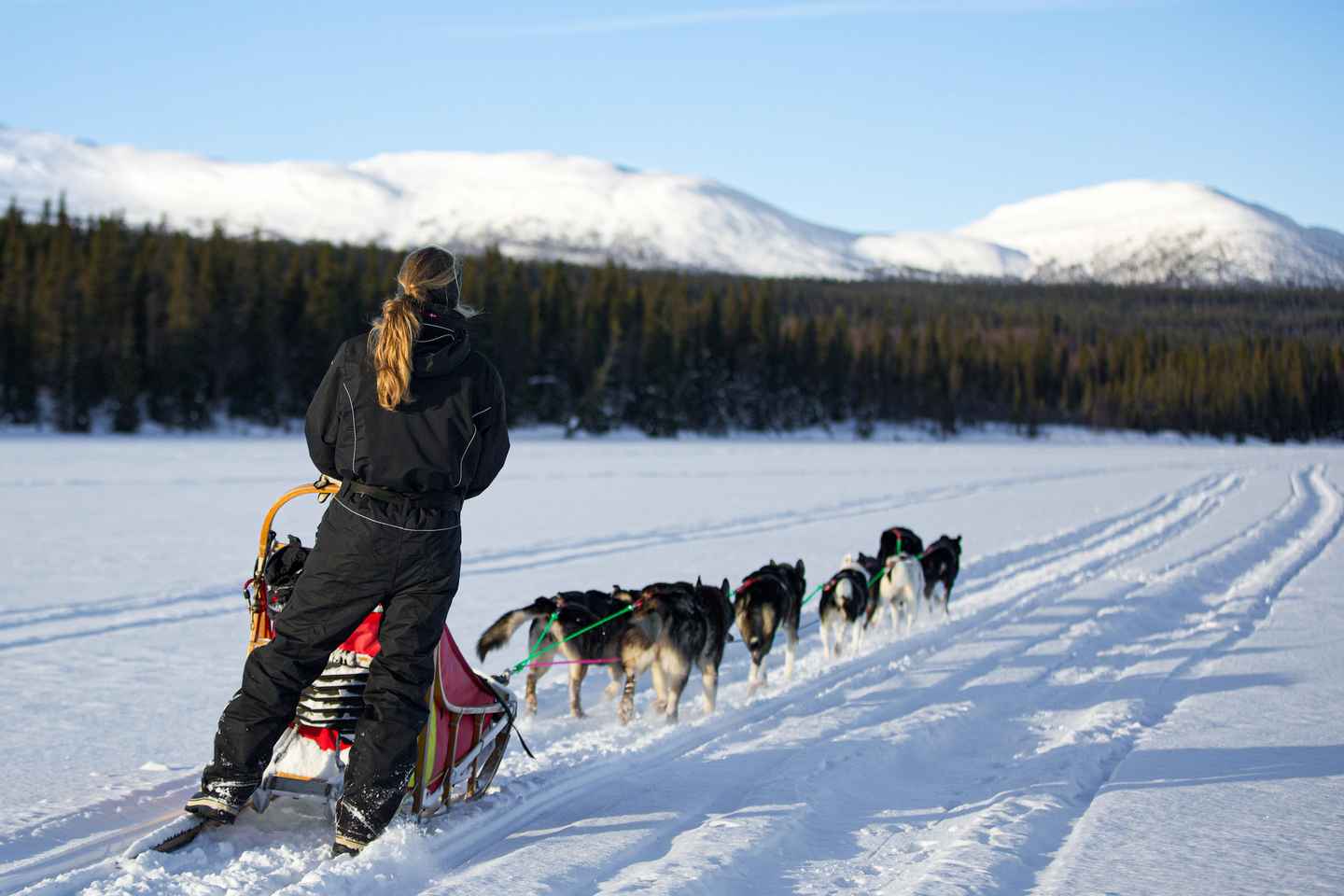 Bakvattnet: Husky Exclusive Tour Ansättenfjäll