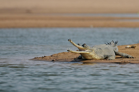 Von Delhi aus: Private Chambal River SafariTransport und Guide Service