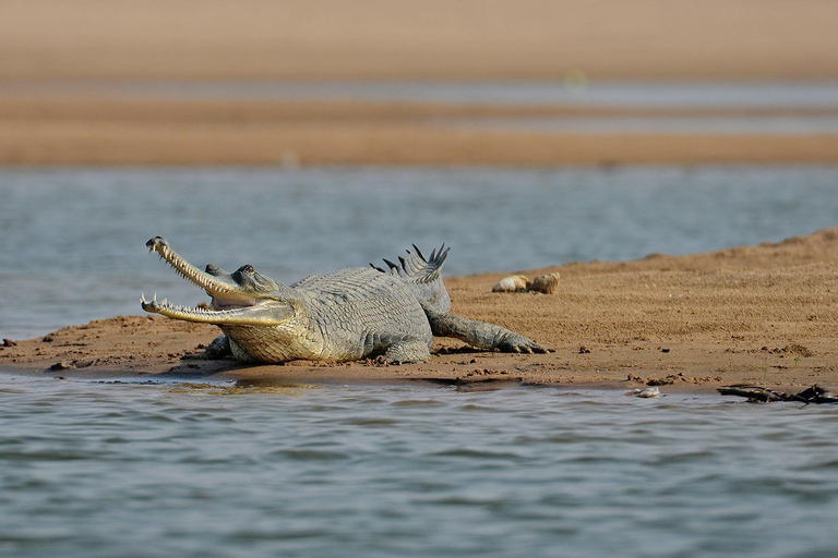 Von Delhi aus: Private Chambal River SafariTransport und Guide Service