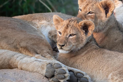 3-Day Amboseli National Park Safari Tour