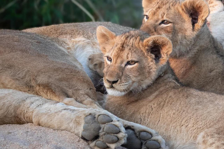 3-Day Amboseli National Park Safari Tour