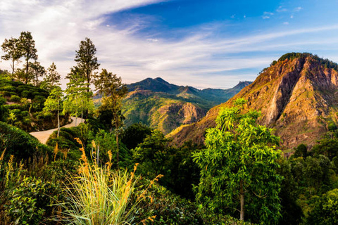 Desde - Induruwa / Maha Induruwa / Kosgoda Excursión de un día a Ella