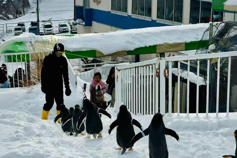 سابورو: جولة في حديقة أساهياما للحيوانات والبركة الزرقاء والينبوع الساخنالطريق C - 7:30 من الفندق/الم