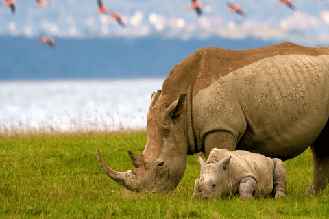Från Nairobi: Dagstur till Nakurusjöarna och Naivasha nationalpark