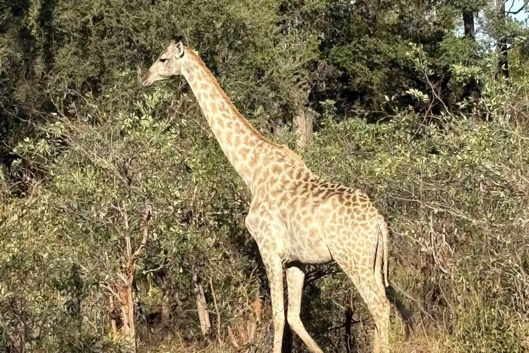 Zambezi-Wildwasser-Rafting &amp; White Rhino Walking Safari Combo