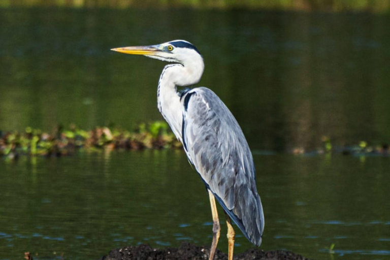 From Galle/Mirissa: Kalametiya Bird Sanctuary Boat Safari Hambantota: Kalametiya Bird Sanctuary Boat Safari-Private