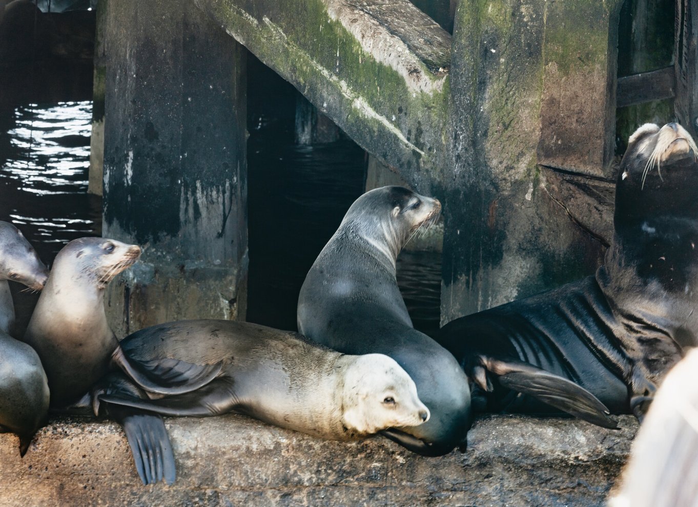 Monterey Bay: Tur med hvalsafari