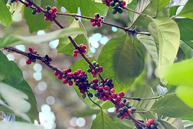 Zanzibar: Jozani-skogen, kryddgård, privat tur i Stenstaden