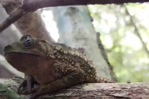 Cahuita naturlig vandringstur