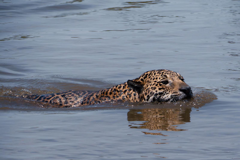 São Paulo: 3-Day Eco Safari Experience in the Pantanal