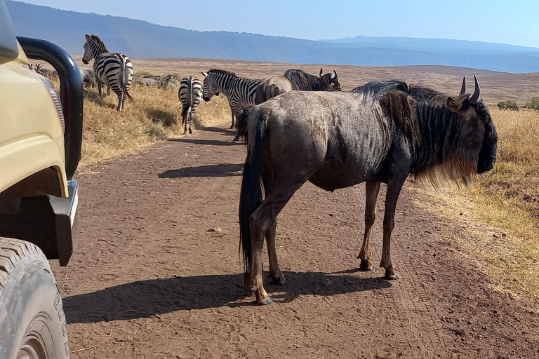 6 Days Calving Season wildebeest migration in Ndutu