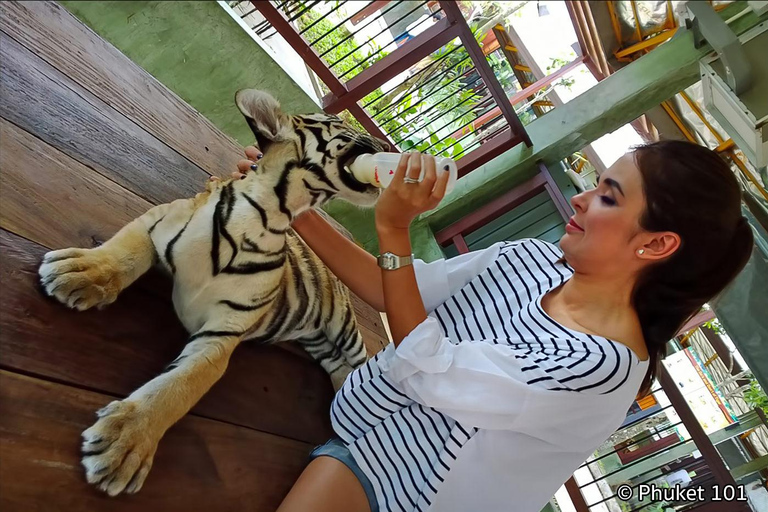 Phuket: Educational Tiger Conservation Tour with Transfers Smallest Tiger