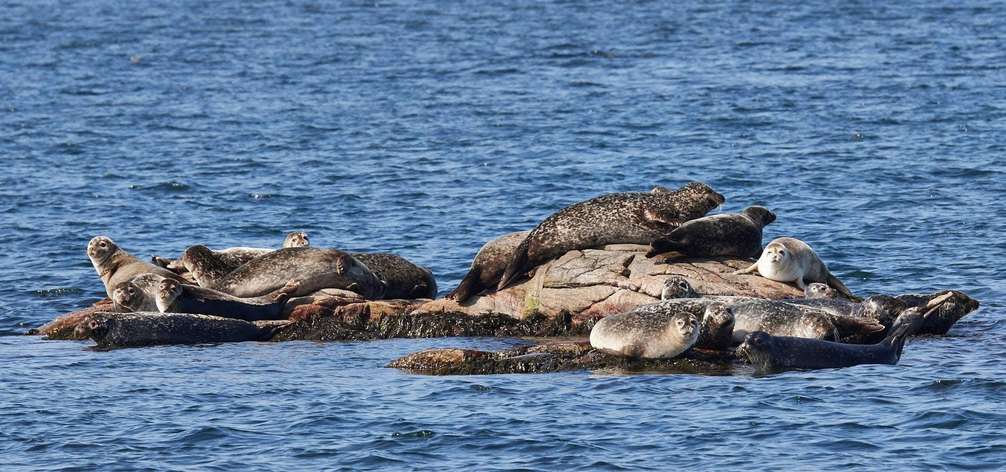 Torekov: Seehund-Safari-Bootstour auf Hallands Väderö