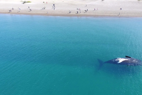 Puerto Madryn: El Doradillo Whale Watching Half-Day Tour