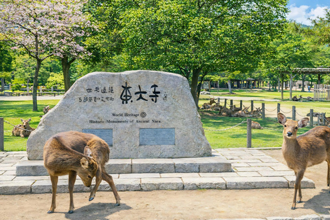 Kyoto: Private City Highlights Tour (Local Guide 6-Hour)
