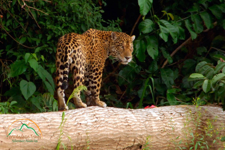 De Cusco | Parc national de Manu 3 jours - Tout compris