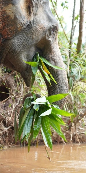 Phuket: Elephant Sanctuary Tour, Cooking Class & Lunch | GetYourGuide