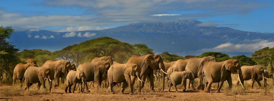 Nairobi Amboseli National Park Tagestour Mit Masai Dorf Getyourguide