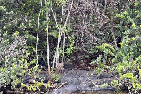 Everglades Tour private with 1 hour private airboat
