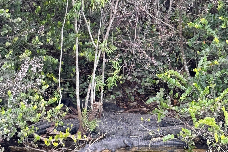 Everglades Tour private with 1 hour private airboat