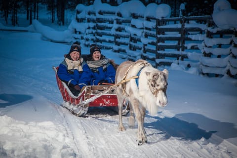Rovaniemi: Abendliche Rentier-Safari