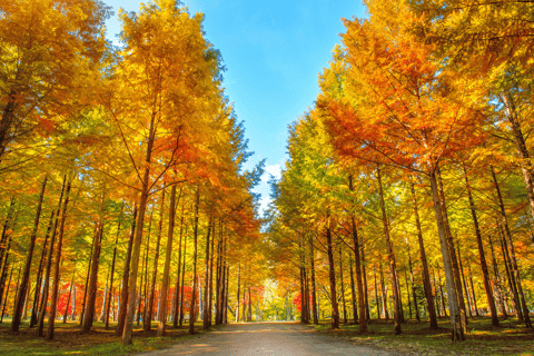 Von Seoul aus: Nami Island, Koreanischer Garten und Tagestour mit der Bahn