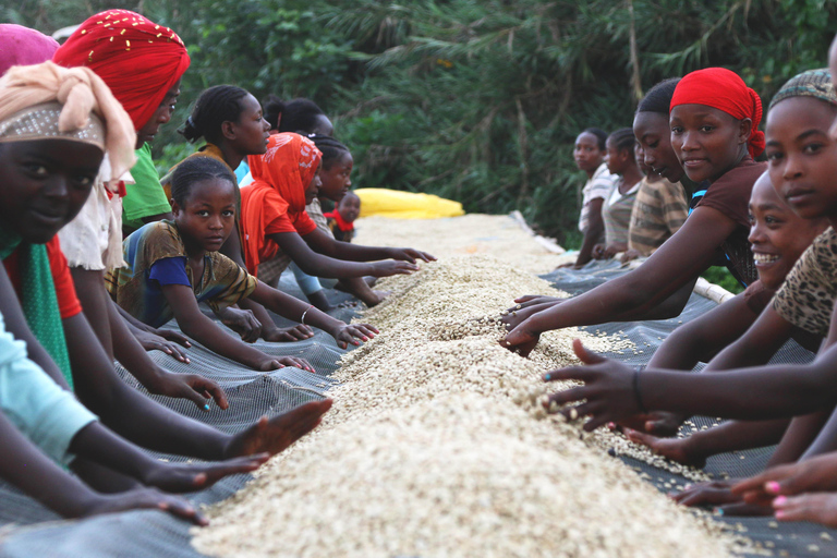 Addis Abeba: 4-tägige Äthiopien-Kaffeetour