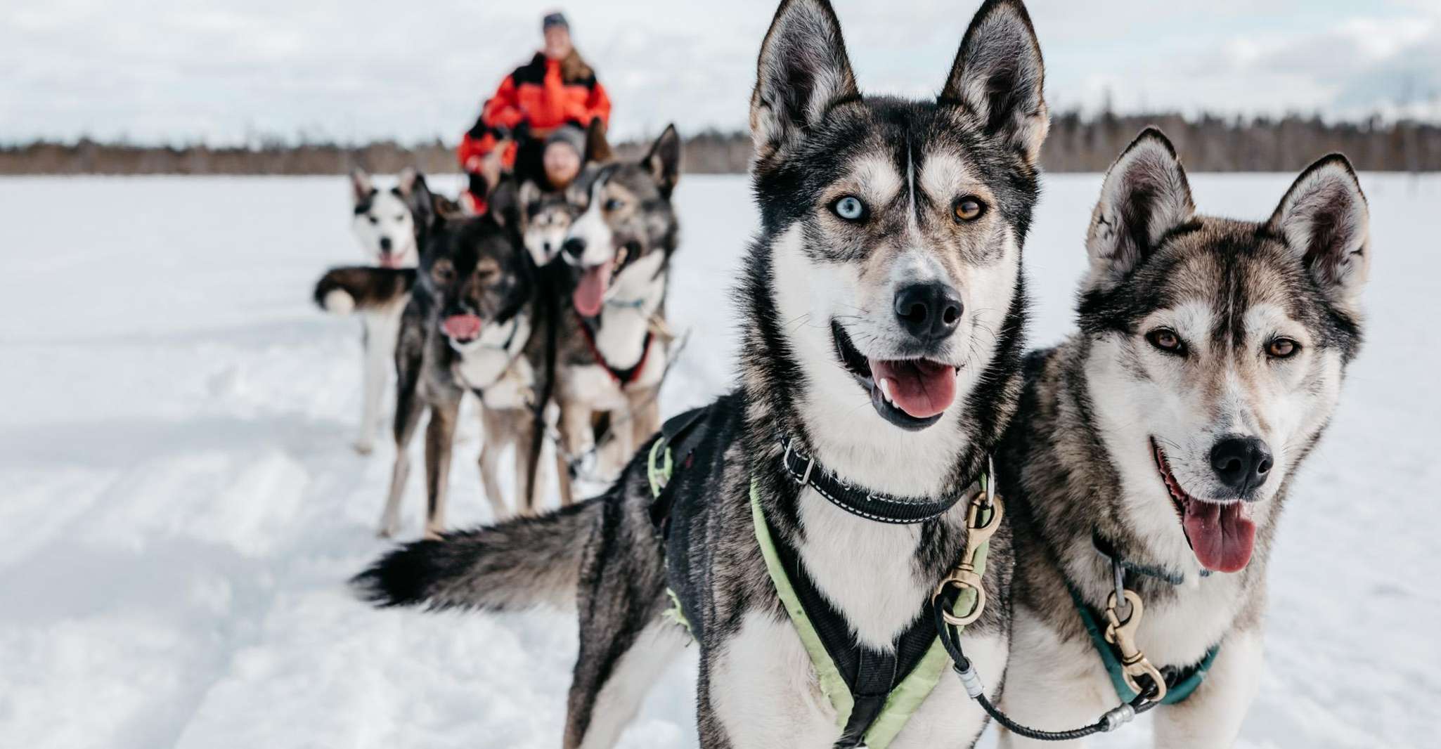 Husky Safari 1 hora (10 km) Experiencia de Mushing para grupos pequeños - Hizvo