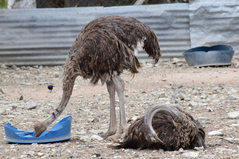 Nairobi: Maasai Ostrich Farm Tour with Lunch & Pickup