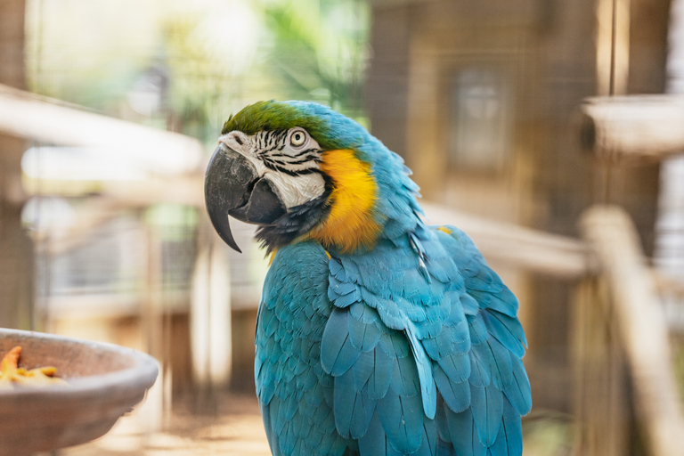 Orlando: Drive-Thru Safari Park w Wild Florida