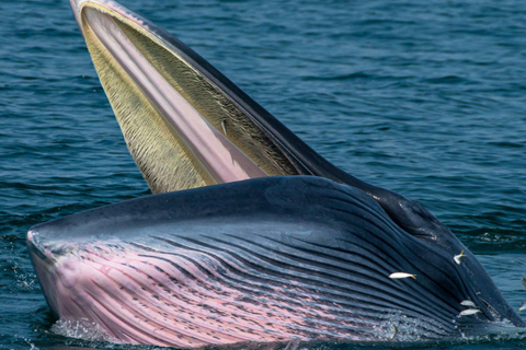 From Pattaya: Upper Gulf of Thailand Whale Watching Day Tour
