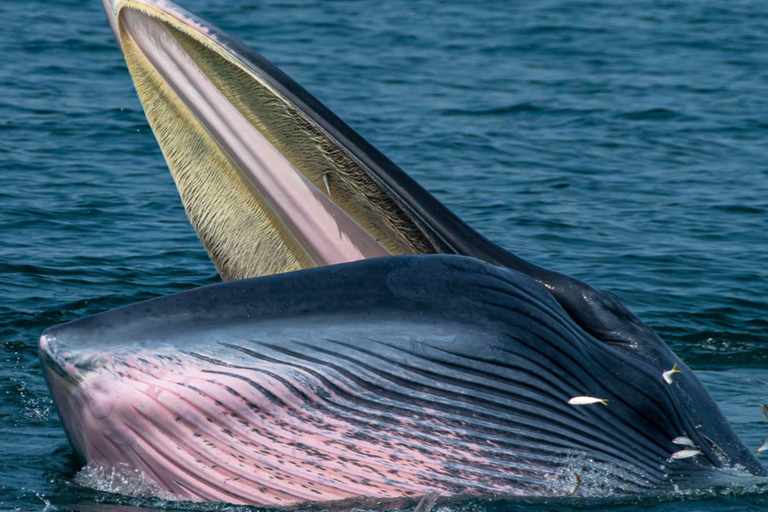 From Pattaya: Upper Gulf of Thailand Whale Watching Day Tour