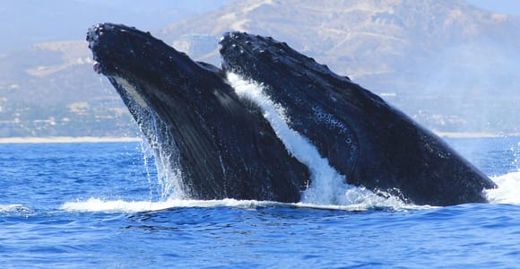 Los Cabos: Whale Watching (Transport and Pictures Included)