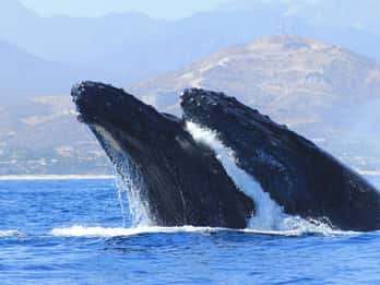 Los Cabos: Whale Watching (Transport and Pictures Included)