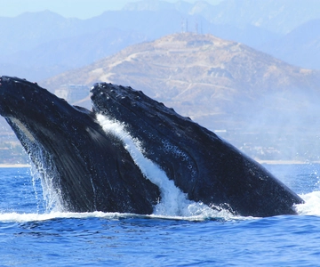 Los Cabos : Observation des baleines (transport et photos inclus)