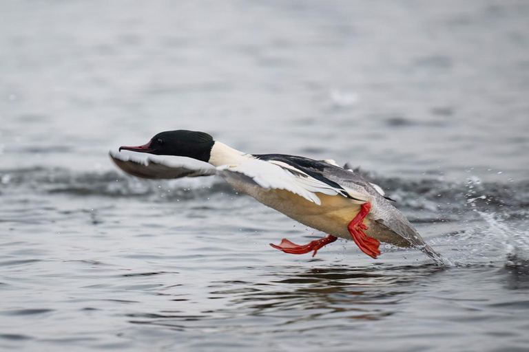 Beginners Wildlife Photography WorkshopBeginners Wildlife Photography Group Workshop