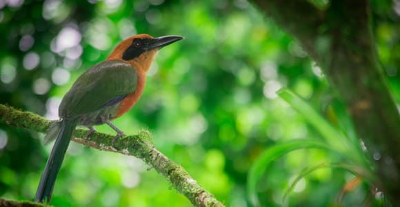 La Fortuna: Bird Watching Tour at Natura Park