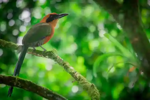 La Fortuna: Fågelskådningstur i Natura Park