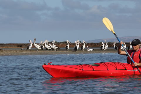 6 hour Murray Mouth Kayaking & Peninsula Beach Walk & Lunch - Image 2