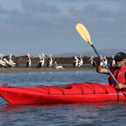 6 hour Murray Mouth Kayaking & Peninsula Beach Walk & Lunch