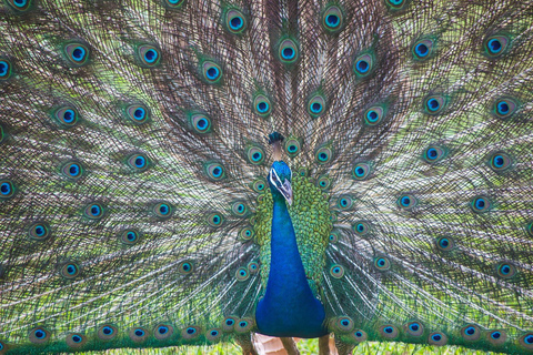 Sri Lanka: 4-tägige Tour Wildlife und Strand