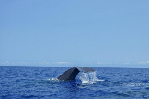 Mauritius: Private Whale Watching Tour with Pickup