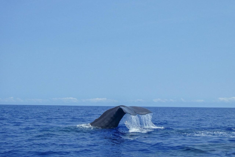 Mauritius: Private Whale Watching Tour with Pickup