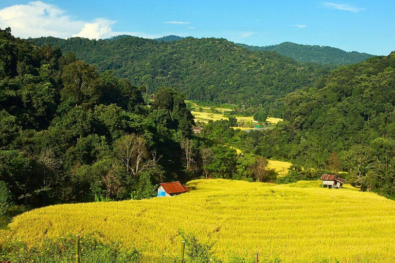 Chiang Mai : Parc national de Doi Inthanon et randonnée Pha Dok Siew