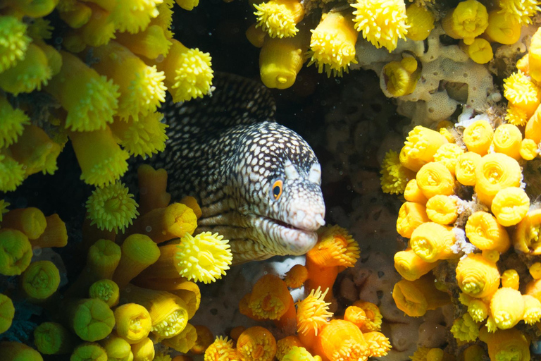 First Dive in Santa Maria, Cape Verde