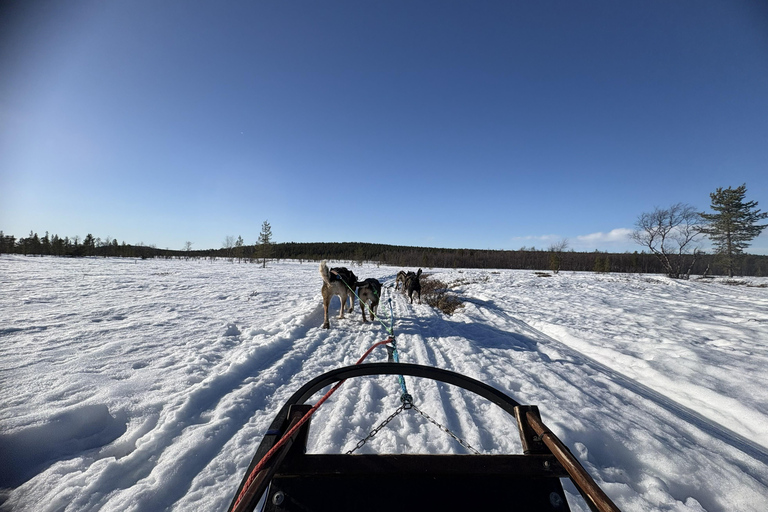 From Riga: Husky Sledding & Floating Sauna Day Trip