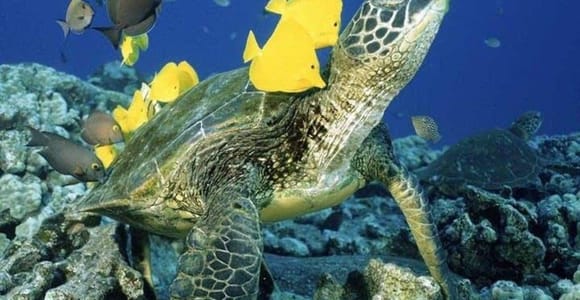 Waikiki Beach: Schildkrötenschnorcheln und Segeln auf Hāwea