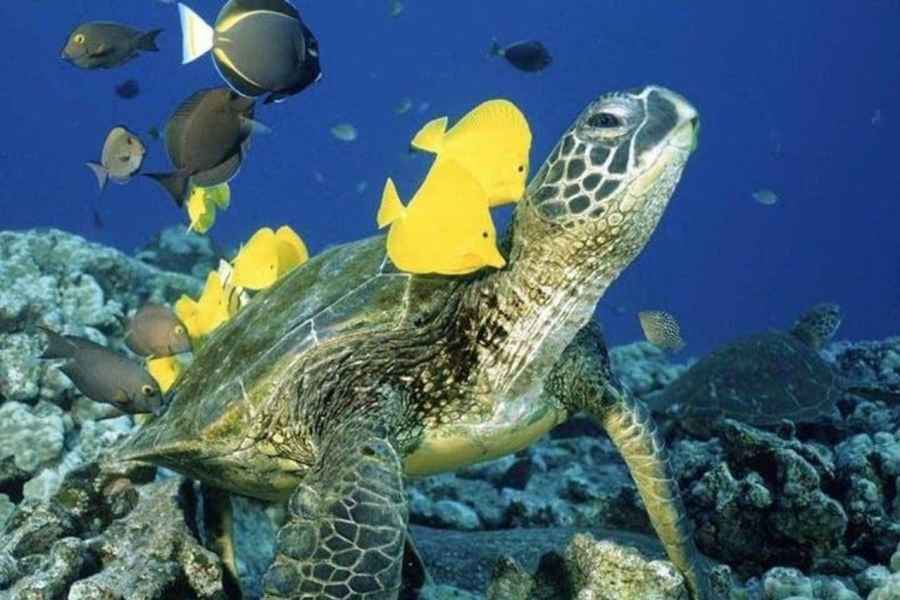 Waikiki: Meeresschildkröten-Schnorcheltour. Foto: GetYourGuide