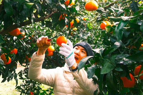 Jeju Trendy Café Tour and When Life Gives You Tangerines