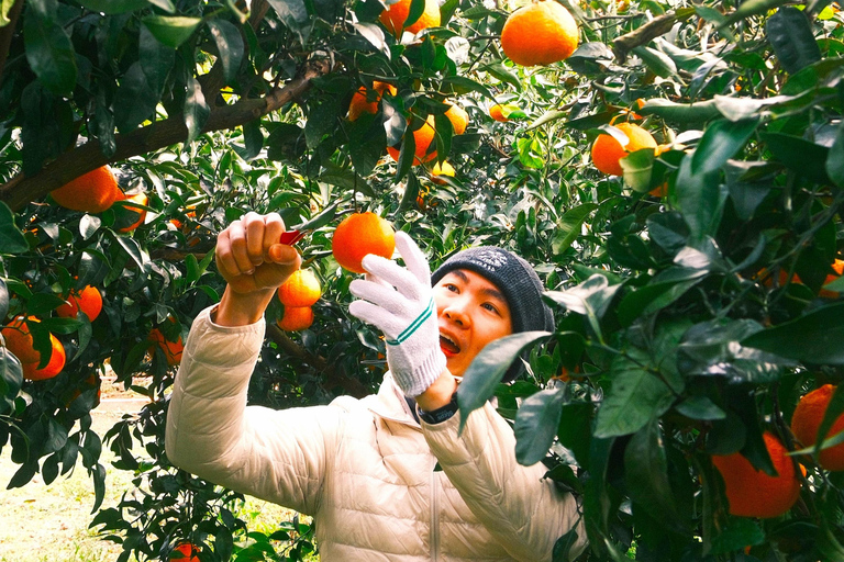 Jeju Trendy Café Tour and When Life Gives You Tangerines